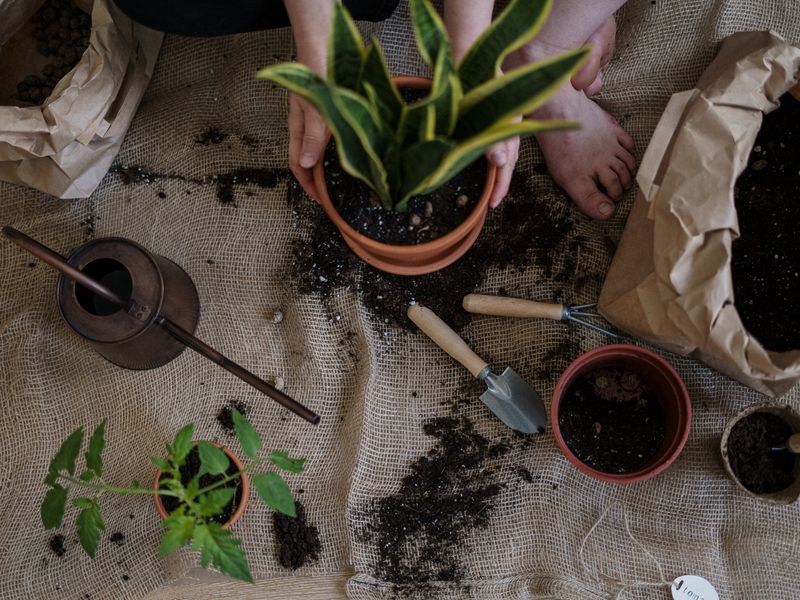 Garden Design & Planting
